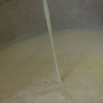 Influenza aviaria rilevata nel latte: l’Oms raccomanda solo il consumo di latte pastorizzato