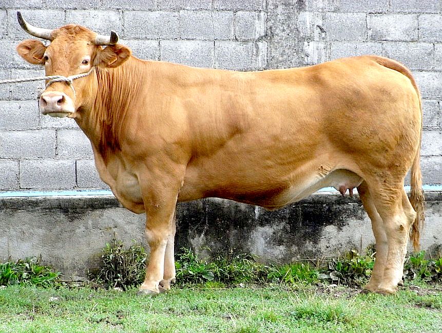 Vacca Rossa Galiziana
