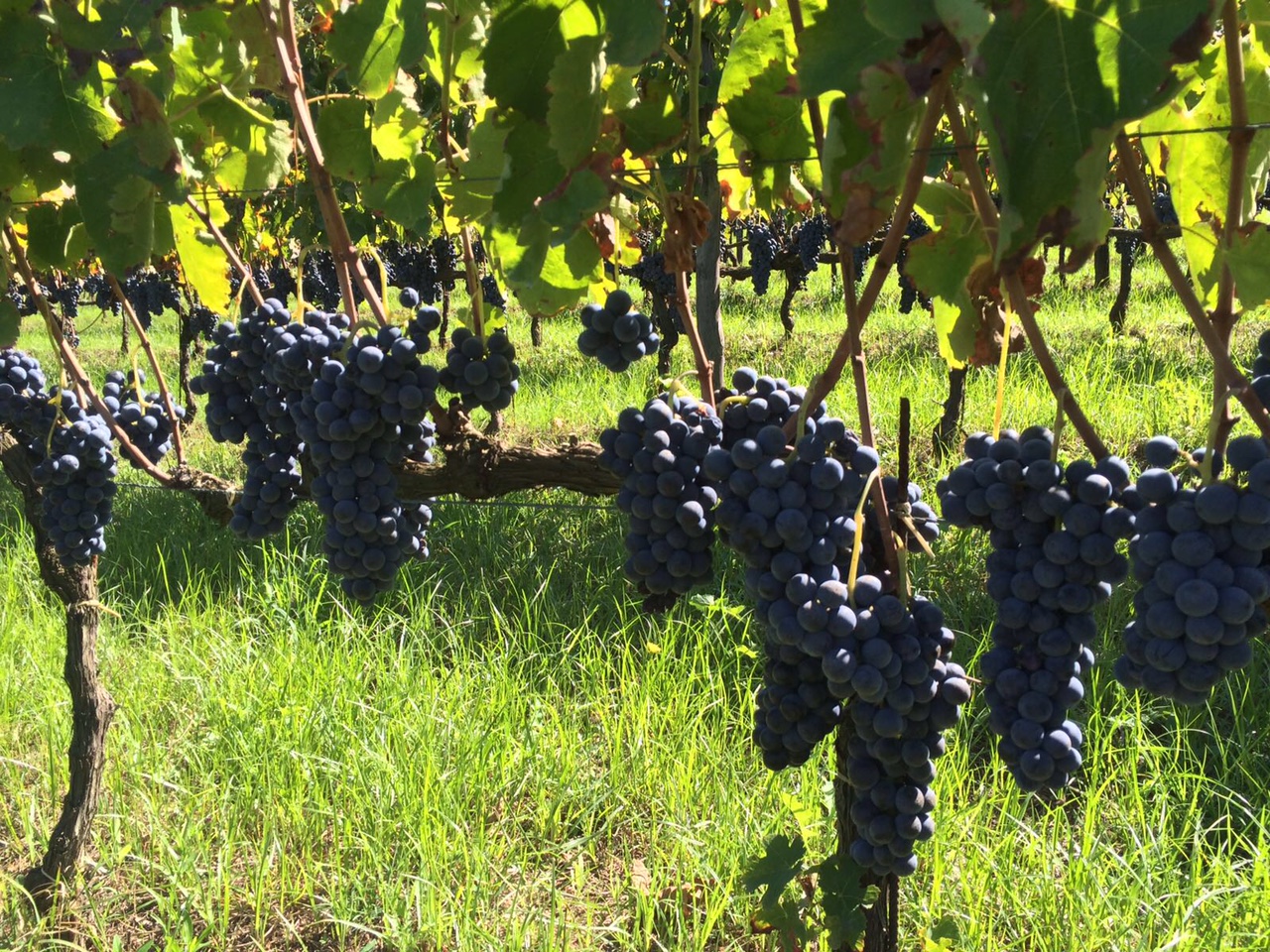 Vendemmia del Falerno