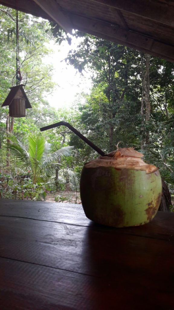 cocco coconut