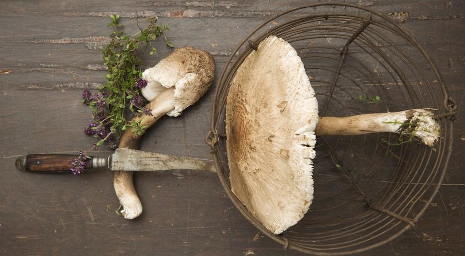 Tre ricette con le "Mazze di Tamburo"