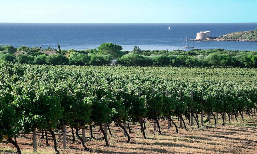 I vini di Alghero e della riviera del corallo