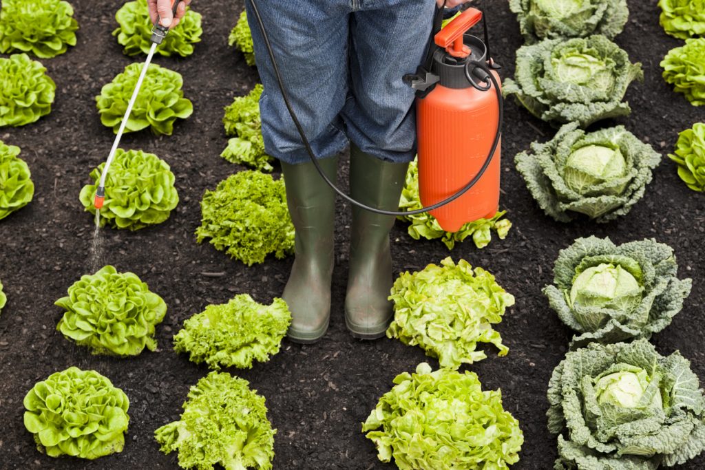 Pesticidi su frutta e verdura: ecco la “Sporca Dozzina” 2021