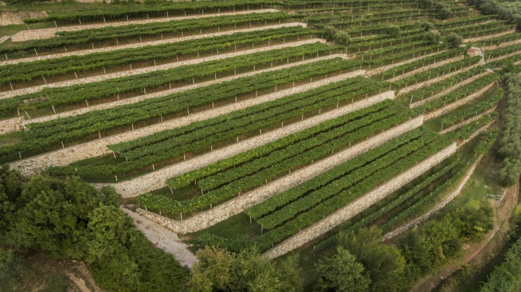 Tedeschi e i caratteri aromatici delle uve in Valpolicella
