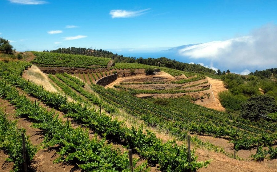 I vini delle isole Canarie