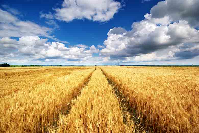 Tar Lazio: obbligatoria indicazione origine grano sui pacchi di pasta