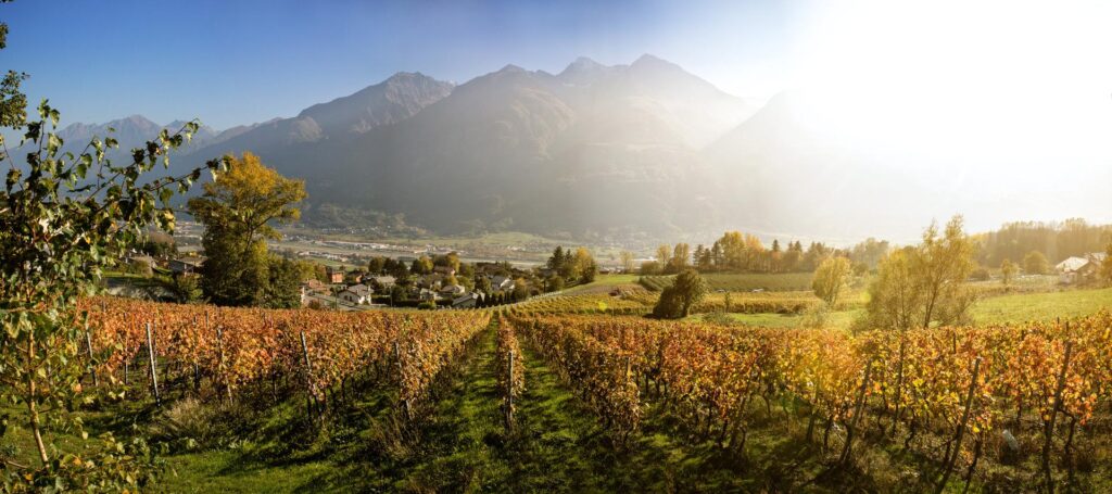 Consorzio Vini Valle d'Aosta