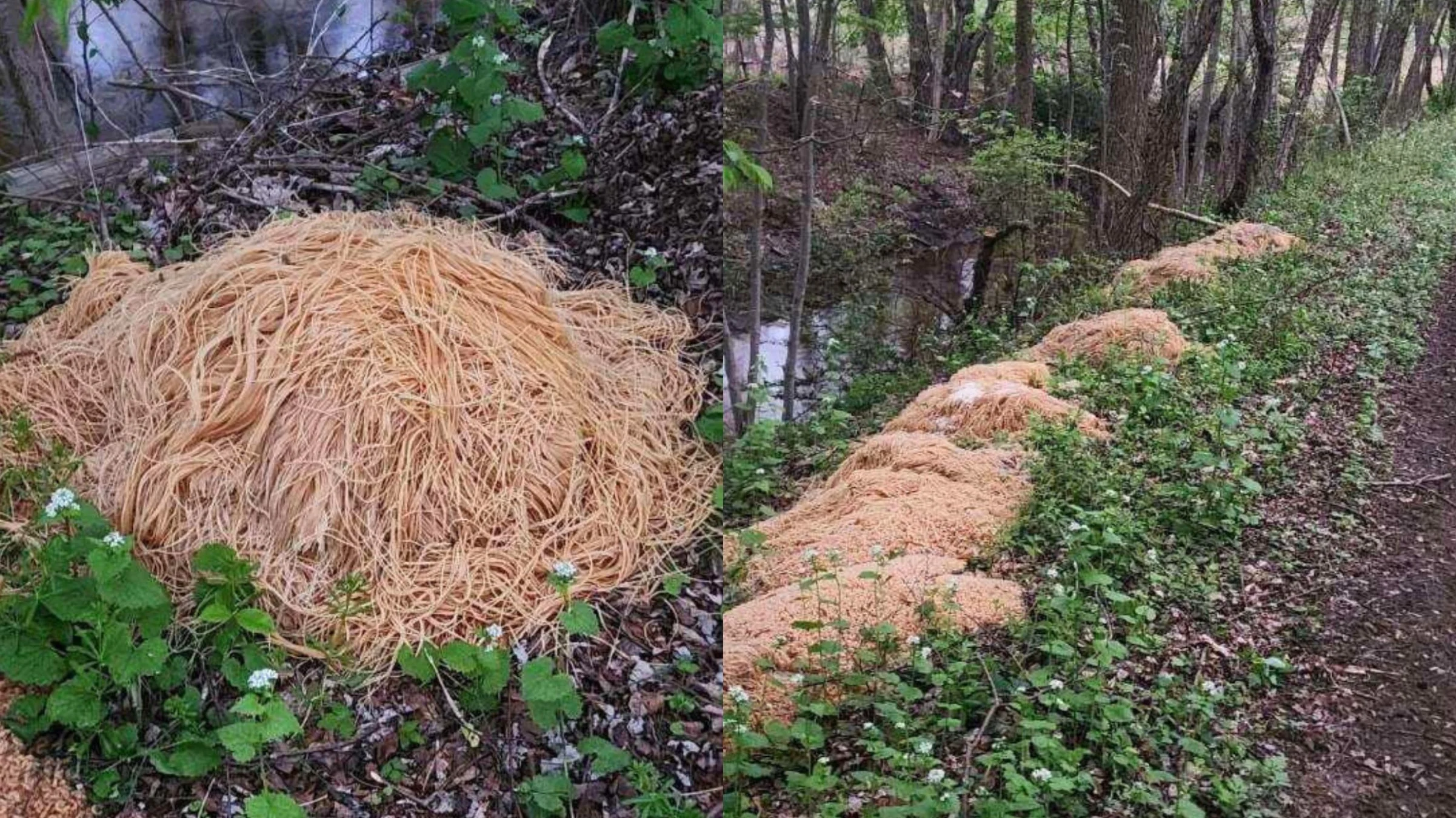 Cumuli di pasta abbandonati in un bosco di Old Bridge (New Jersey)  diventano virali sui social USA - Di Testa e Di Gola