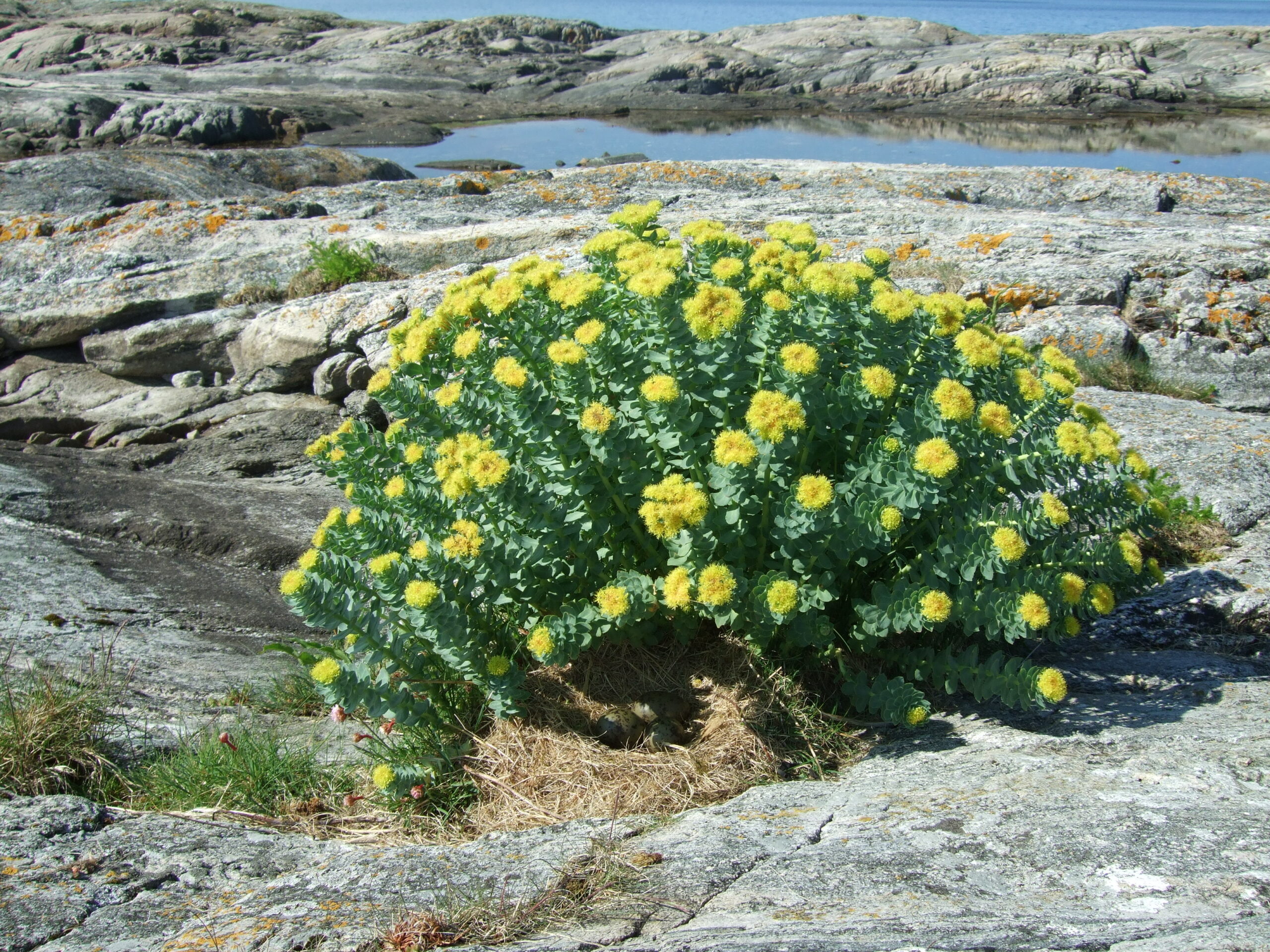 Il Potere Rivitalizzante dei Prodotti Naturali: Come Mantenersi in Forma e Avere Energia con Rimedi Salutari.