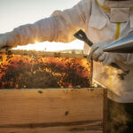 Apicoltura Piana ha mantenuto la promessa proteggendo gli apicoltori italiani con il compenso di 5,20 euro al kg per il miele millefiori