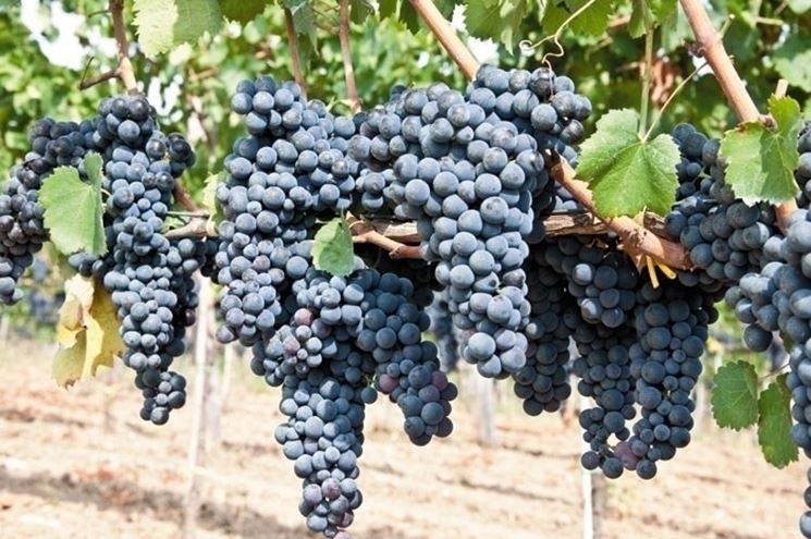 Pinot Nero: trionfa l'Alto Adige al Concorso Nazionale 2024